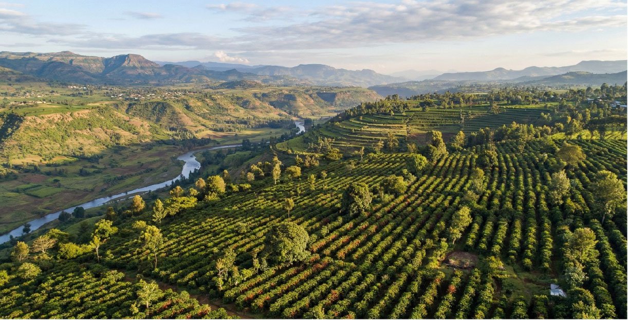 QĀNA (ቃና):  More Than Just a Word